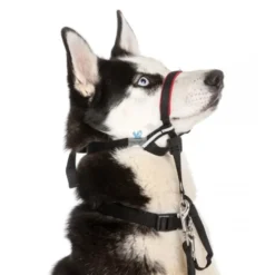 COLLAR OPTIFIT HALTI HEAD CON BOZAL Collar para Perros