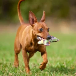 JUGUETE BONE Juguetes para Perros