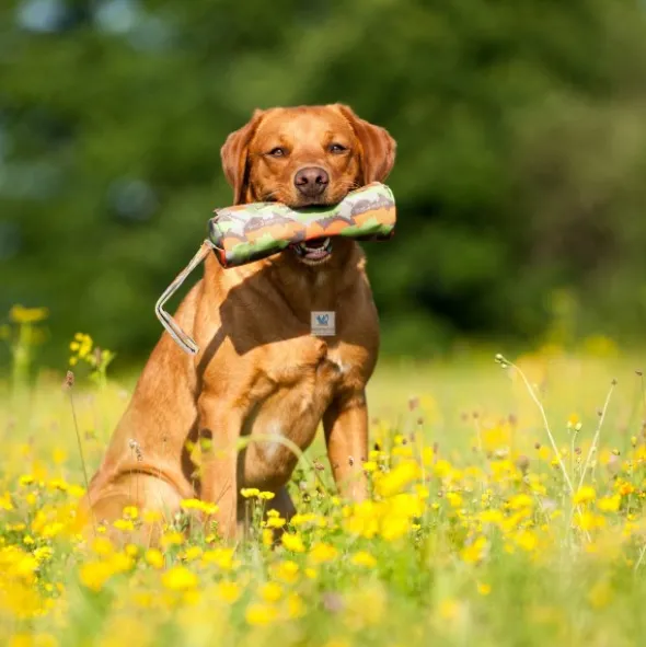 JUGUETE FOOD DUMMY Juguetes para Perros