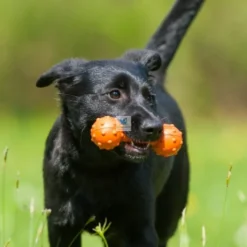 JUGUETE MINI BARBELL de Recuperación Juguetes para Perros