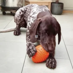 JUGUETE SNACK EGG Juguetes para Perros