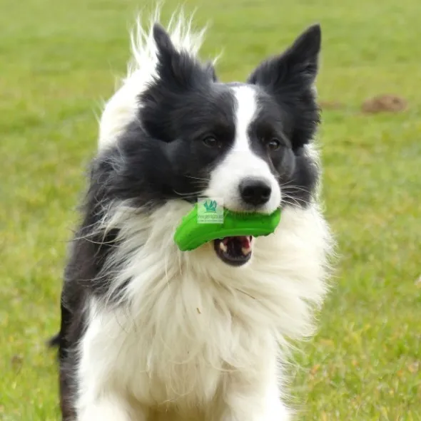 JUGUETE ZUCCHINI Juguetes para Perros