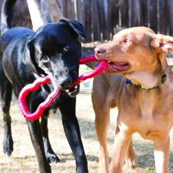 KONG TUG TOY Juguetes para Perros