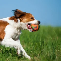 PELOTA MARBLE Juguetes para Perros