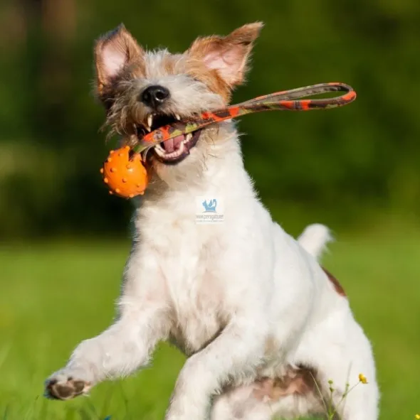 PELOTA SPEED SLING BALL Juguete para Perros