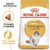 Royal Canin Feline Adult Norwegian Forest 10 Kg Comida para gatos